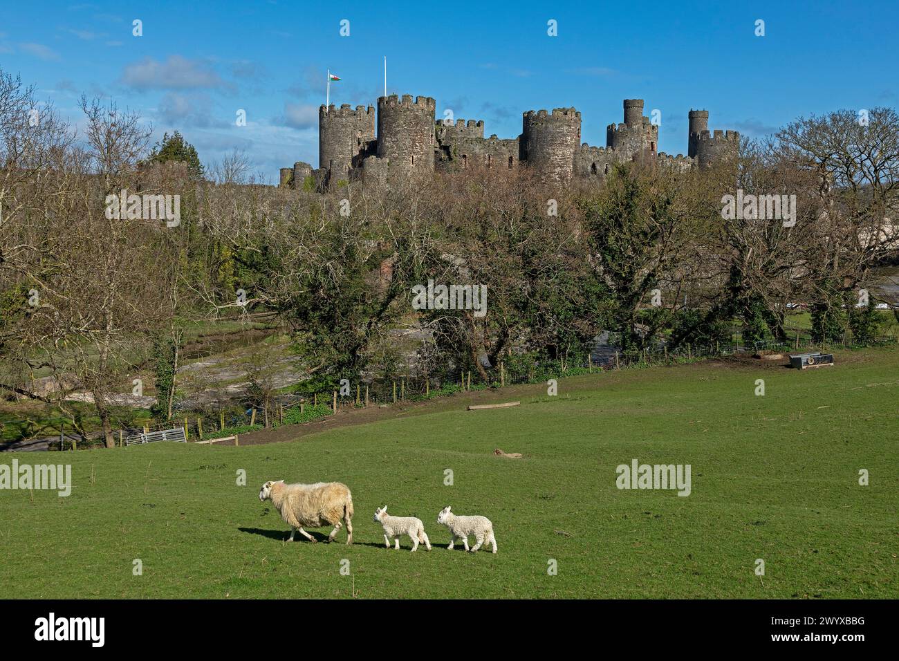 Ovejas, corderos, castillo, Conwy, Gales, gran Bretaña Foto de stock