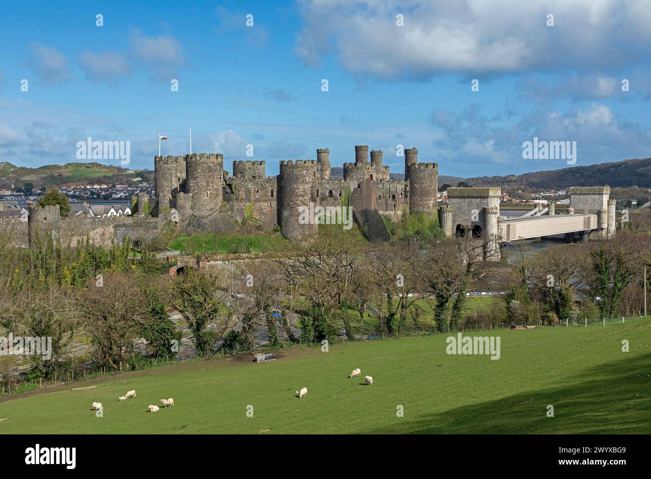 Ovejas, corderos, castillo, puente, Conwy, Gales, Gran Bretaña Foto de stock