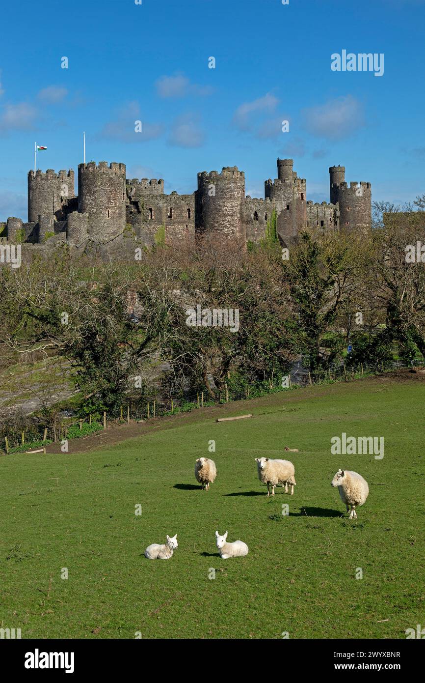 Ovejas, corderos, castillo, Conwy, Gales, gran Bretaña Foto de stock