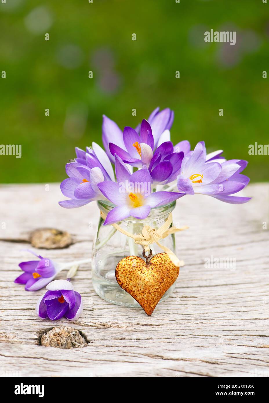 Hermoso ramo de flores de crocus púrpura en un pequeño jarrón de vidrio con colgante de corazón oxidado. Decoración de jardín o concepto de idea florística. Copiar espacio Foto de stock