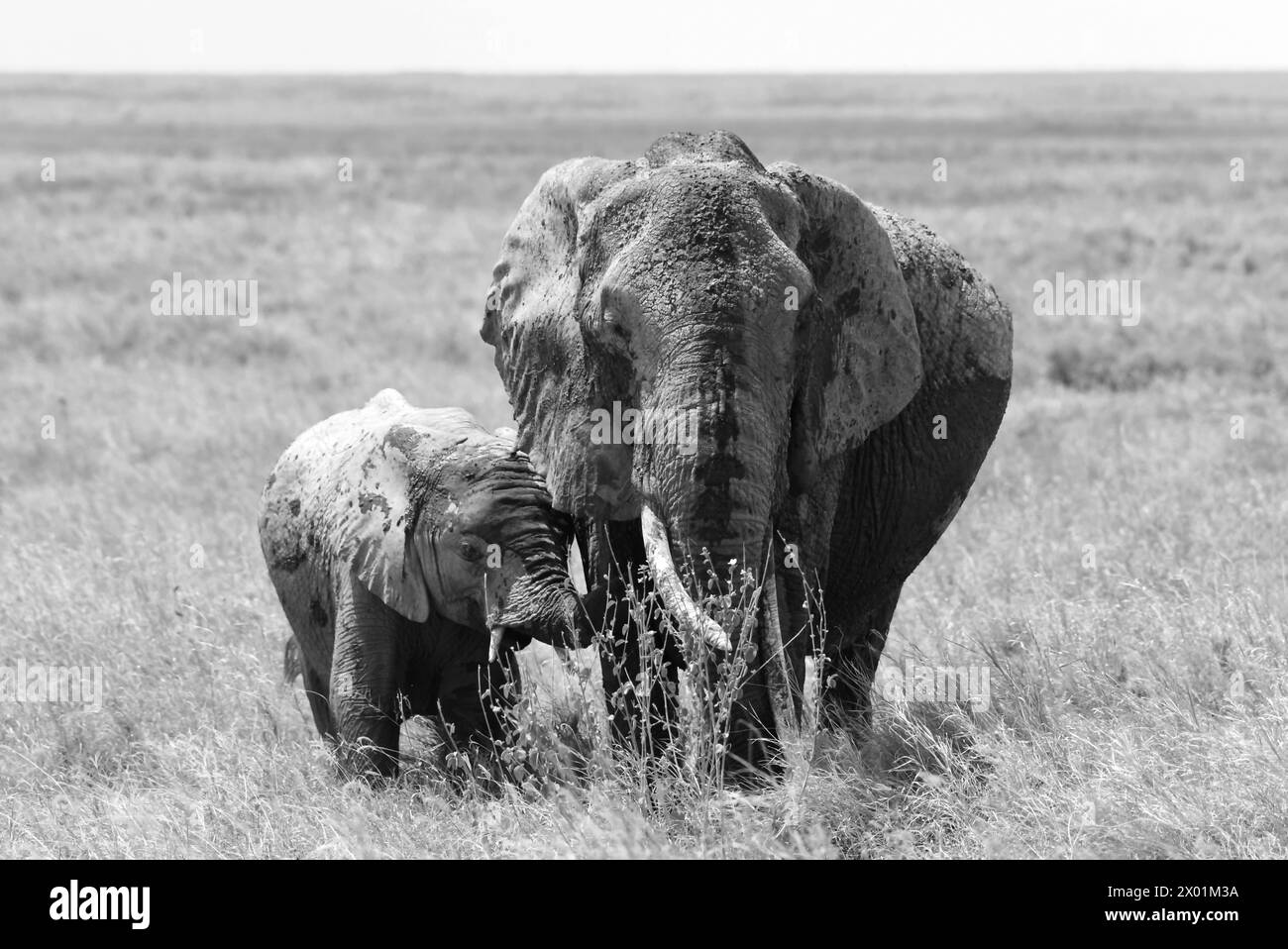 Imagen en blanco y negro de la madre elefante y elefante bebé en las llanuras de Serengeti, Tanzania Foto de stock
