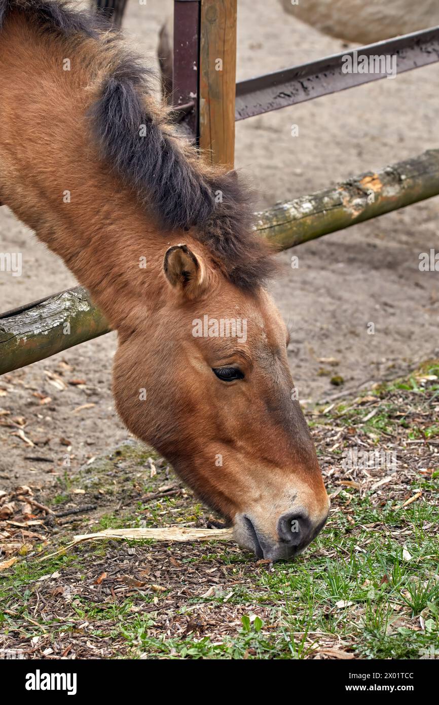 Imagen de la cabeza de un caballo de Przewalski mordisqueando hierba Foto de stock