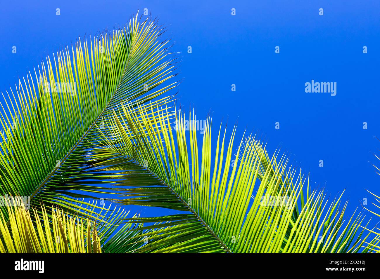 Las hojas de palma verdes están bajo cielo azul claro, fondo natural de la foto trópica Foto de stock