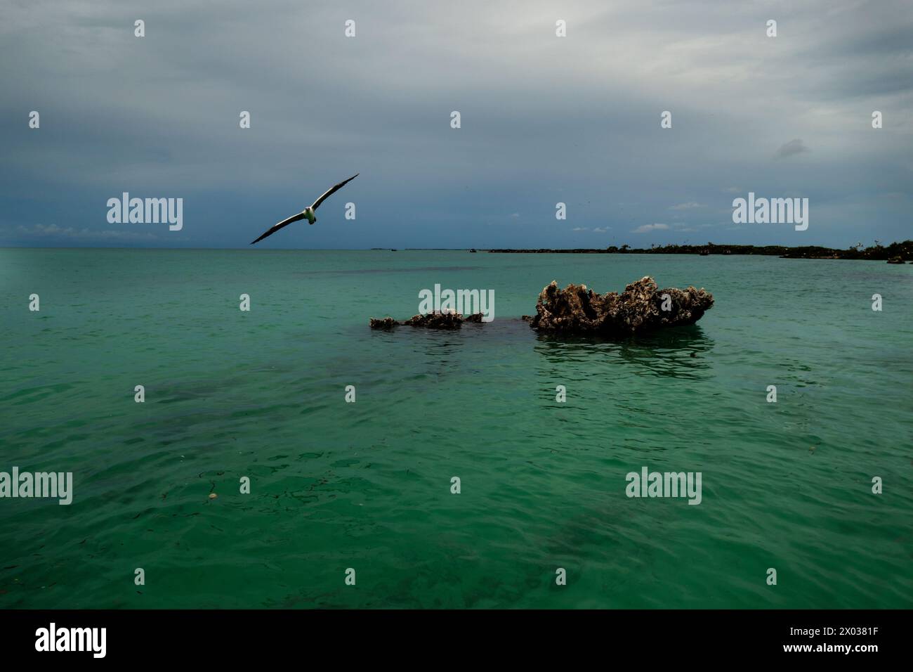 Afloramiento rocoso con botín volador, Ile Sud Ouest, Seychelles, Océano Índico Foto de stock