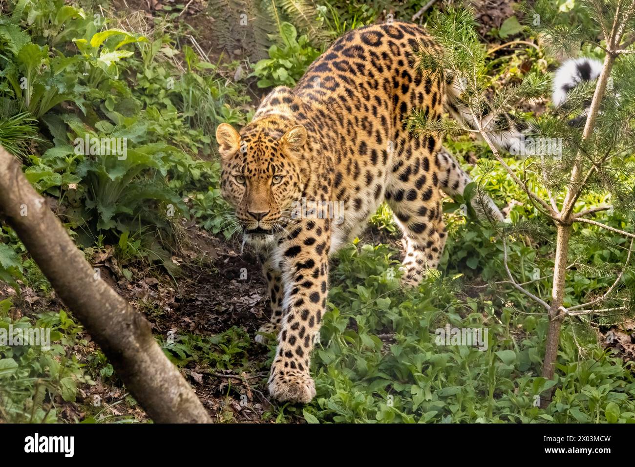 Leopardo de Amur Foto de stock