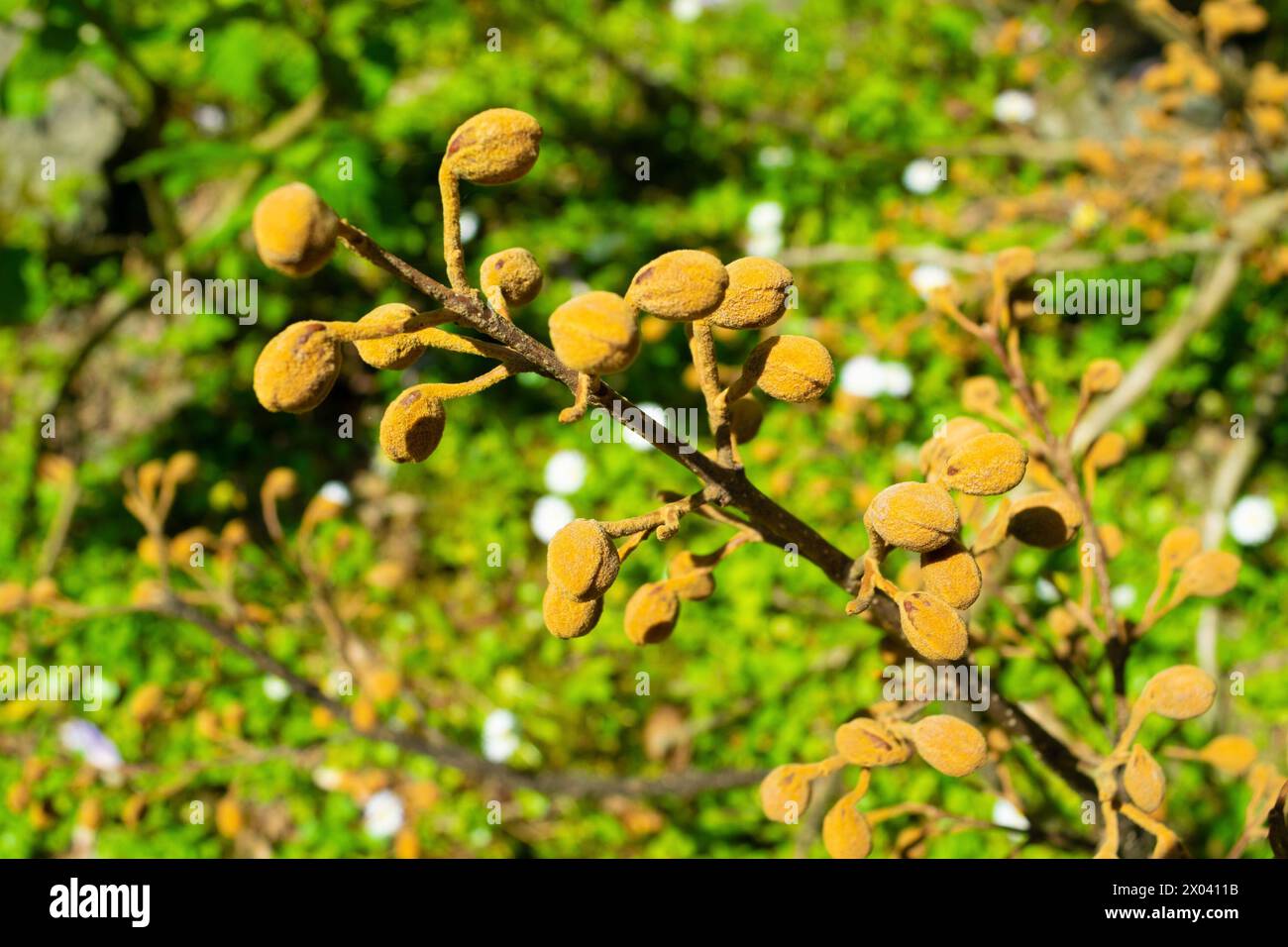 Brotes florales de Paulownia tomentosa, primer plano. árbol de la princesa, árbol de la emperatriz, foxglove-árbol. Foto de stock
