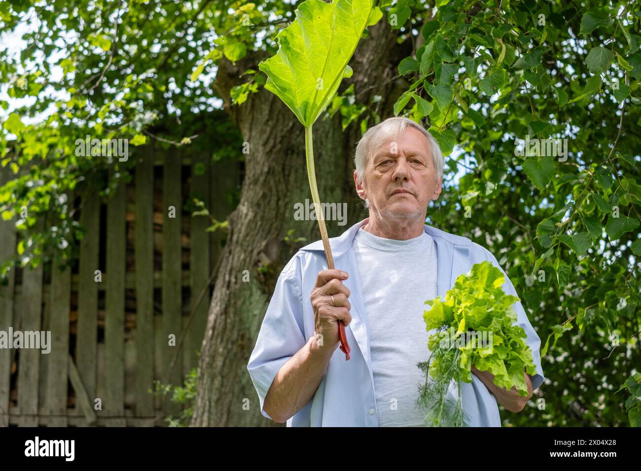 Este anciano, de pie en medio de la vegetación, sosteniendo ruibarbo fresco, ilustra las recompensas y el placer de los esfuerzos personales de jardinería. Foto de alta calidad Foto de stock