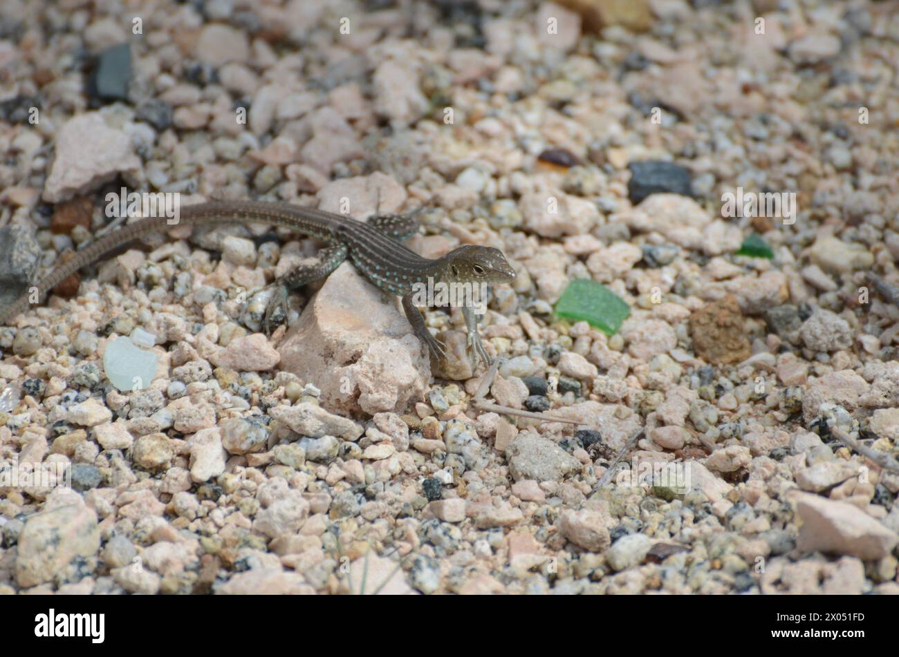 Un lagarto está en una roca en un desierto. El lagarto es pequeño y marrón. La roca es grande y gris Foto de stock