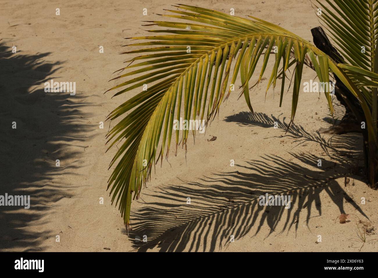 una hoja proyectando una sombra en la arena en la playa de día con una luz fuerte Foto de stock