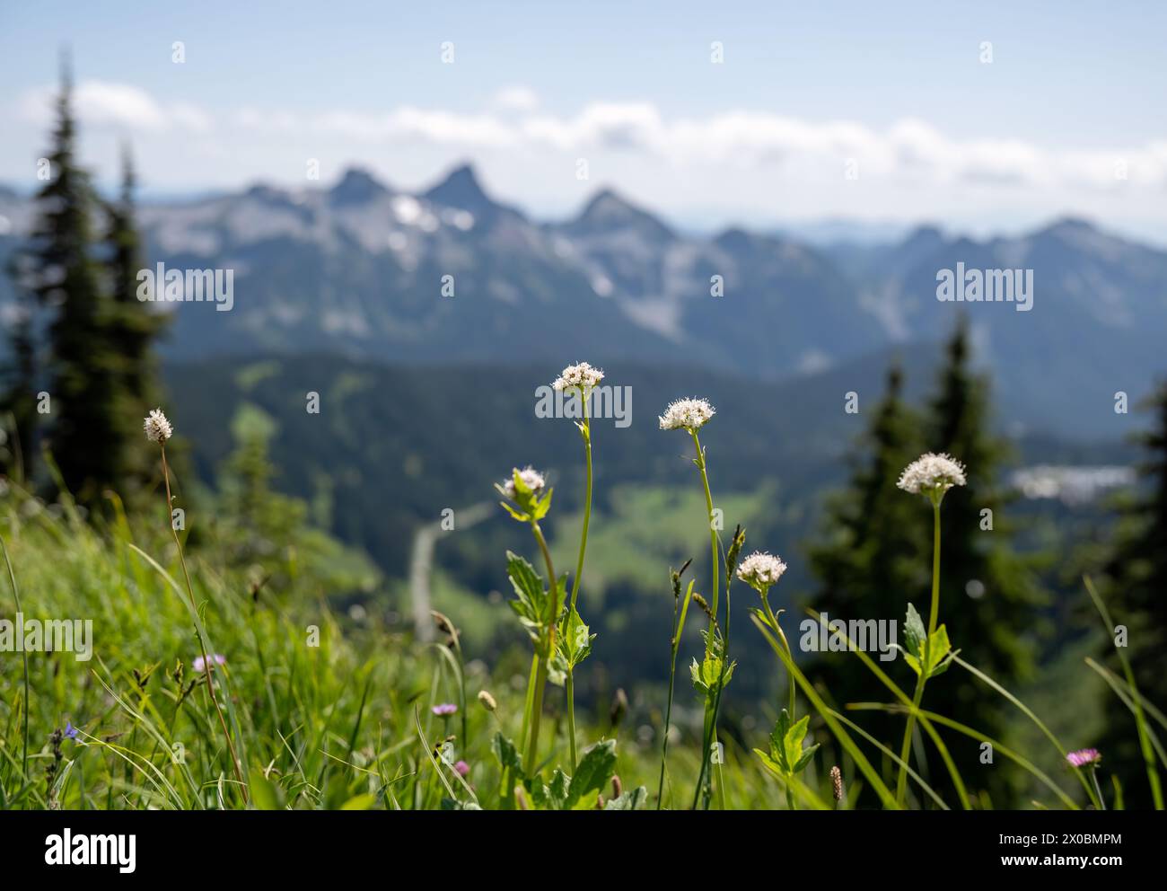Flores silvestres blancas en el Parque Nacional Monte Rainier. Montañas en el fondo. Skyline Loop Trail. Estado de Washington. Foto de stock