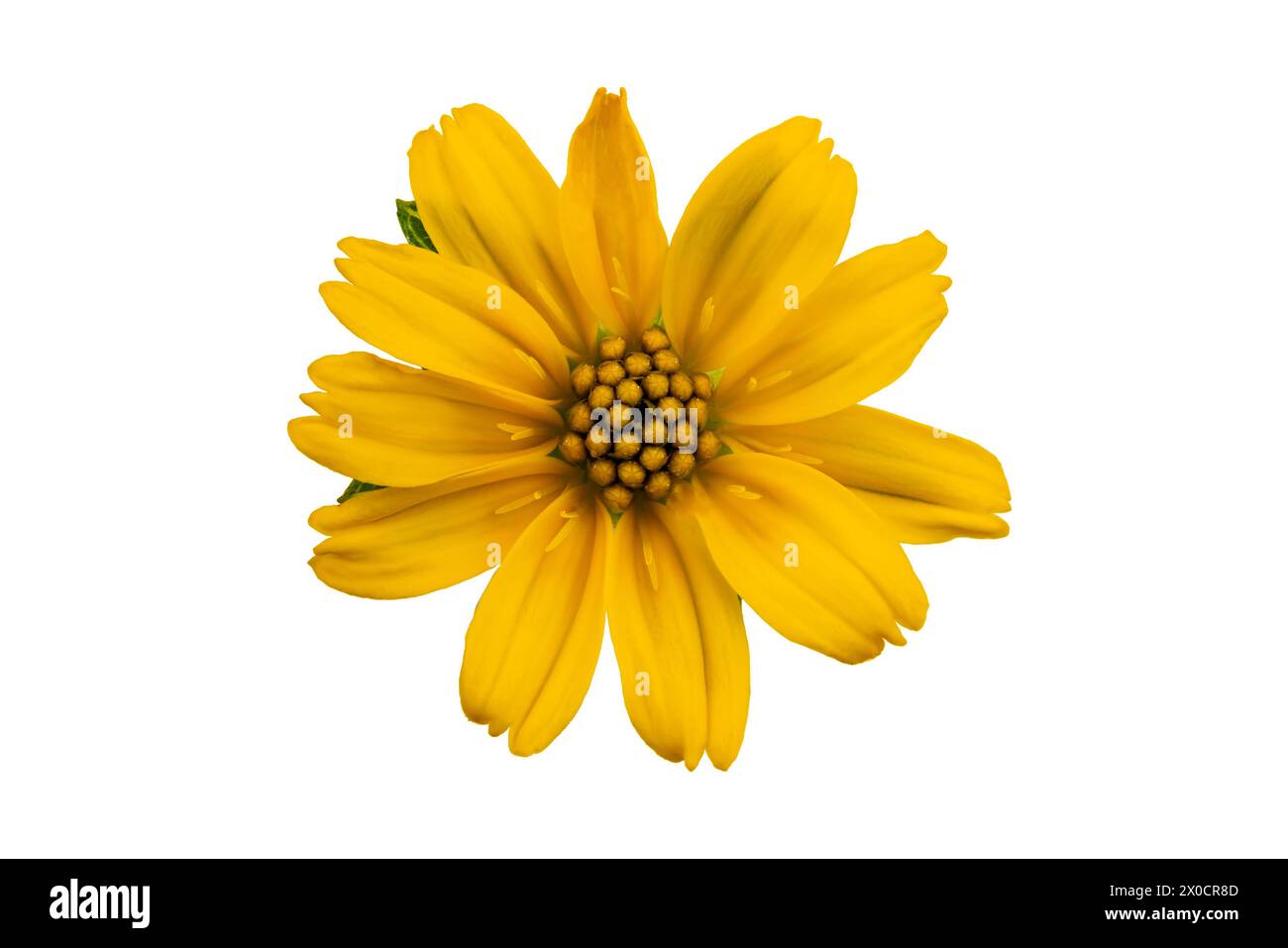 Vista superior de una sola flor de la estrella amarilla pequeña o Singapur Daisy aislado sobre fondo blanco con el camino de recorte. Foto de stock