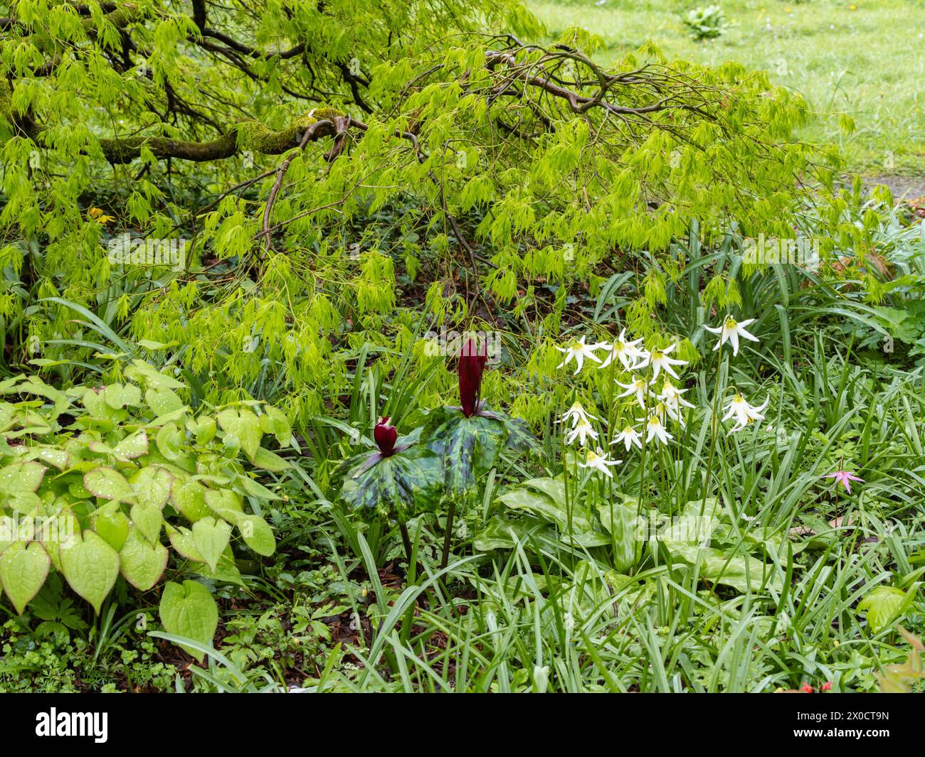 Muestra de primavera con Erythronium 'Jeanette Brickell', Trillium chloropetalum 'rubrum', con follaje de Acer palmatum dissectum y un Epimedium Foto de stock