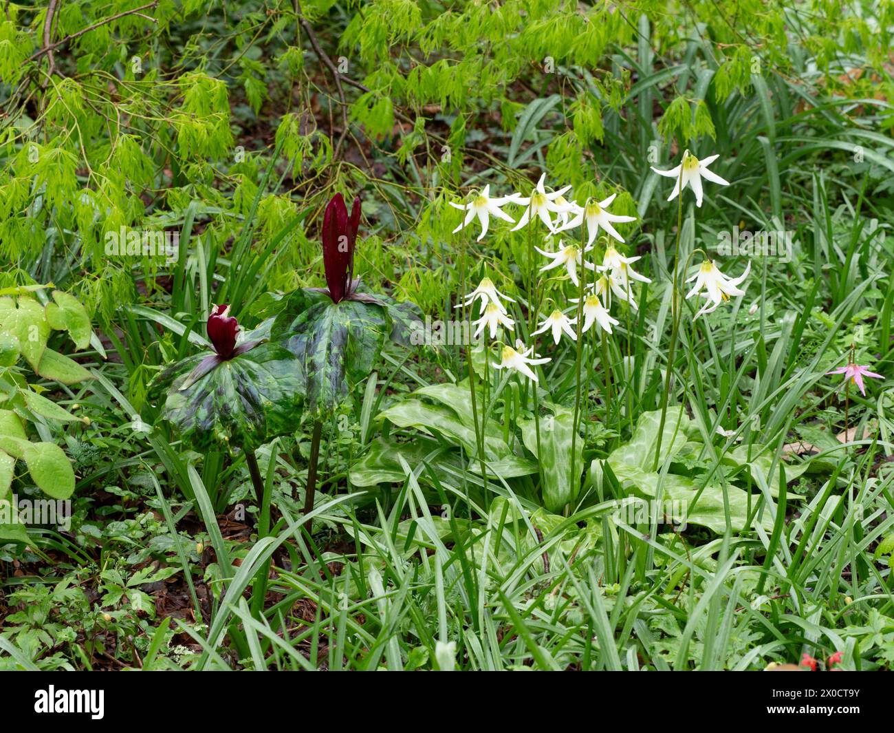 Muestra de primavera con Erythronium 'Jeanette Brickell', Trillium chloropetalum 'rubrum', con follaje de Acer palmatum dissectum Foto de stock