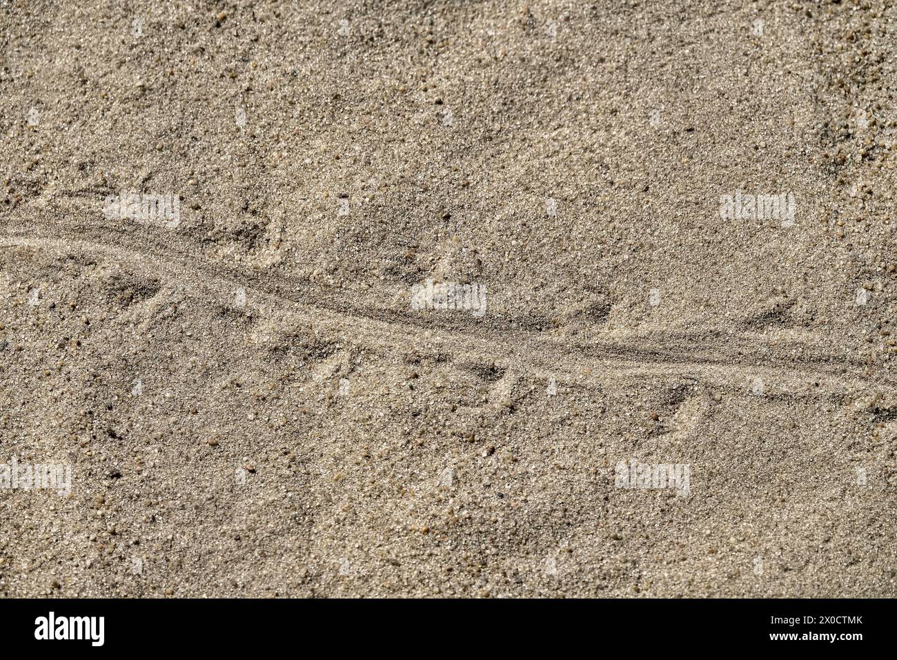 Las pistas de lagarto de arena (Lacerta agilis) en la arena. Habitantes de semidesiertos de estepa y dunas de arena Foto de stock