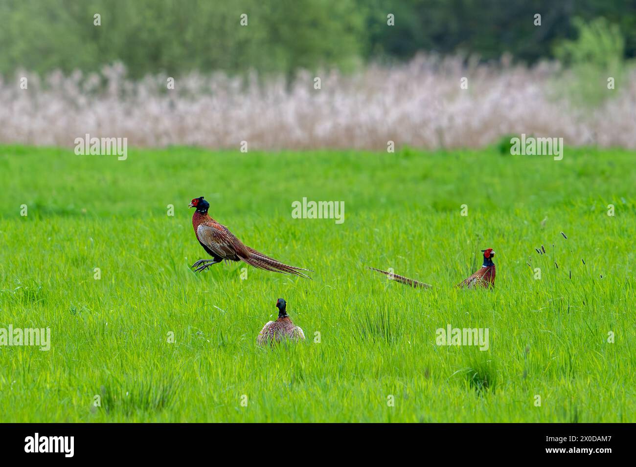 Faisán común (Phasianus colchicus) macho / polla defendiendo el territorio de apareamiento en prado durante la temporada de cría en primavera Foto de stock