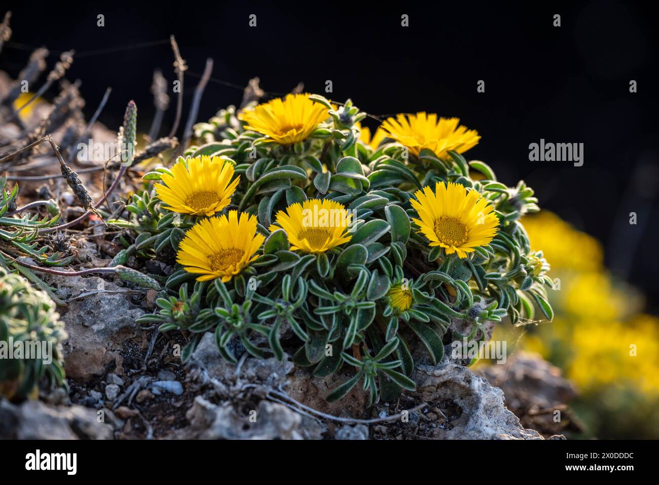 Pallenis maritima (L.) Greuter, 1997, flor amarilla en la costa, Cala Rafalino, Manacor, Mallorca, Islas Baleares, España Foto de stock