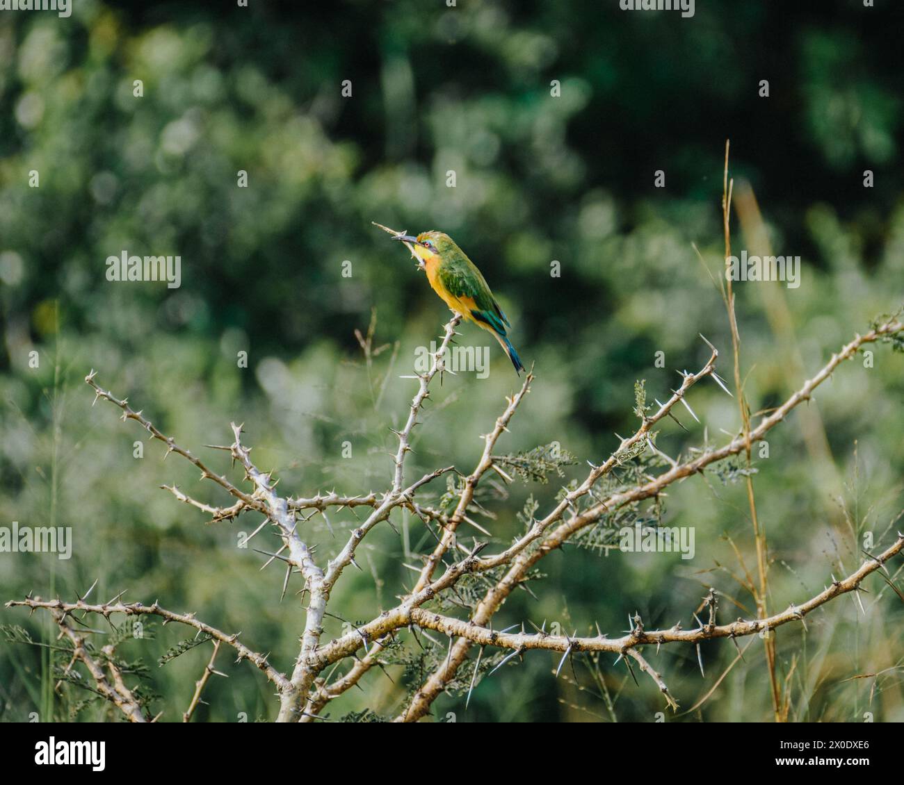 Vibrante pequeño Bee-Eater en una rama espinosa. Foto de stock