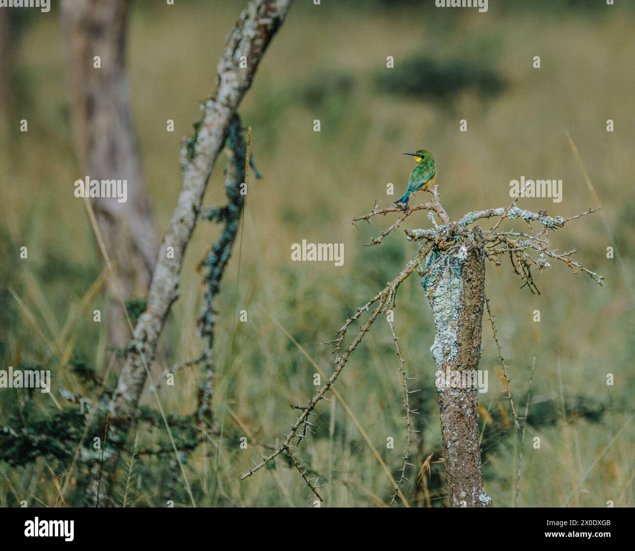 Vibrante pequeño Bee-Eater en una rama espinosa. Foto de stock