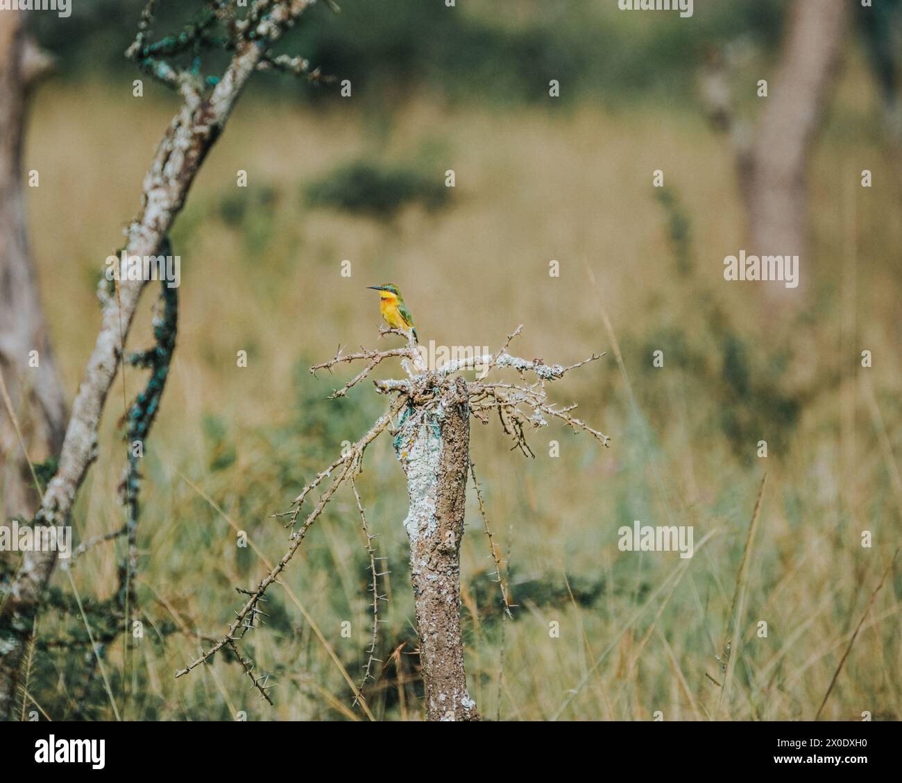 Vibrante pequeño Bee-Eater en una rama espinosa. Foto de stock