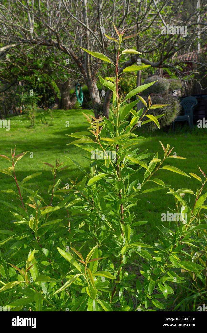 Un almendro joven crece en un jardín en primavera Foto de stock
