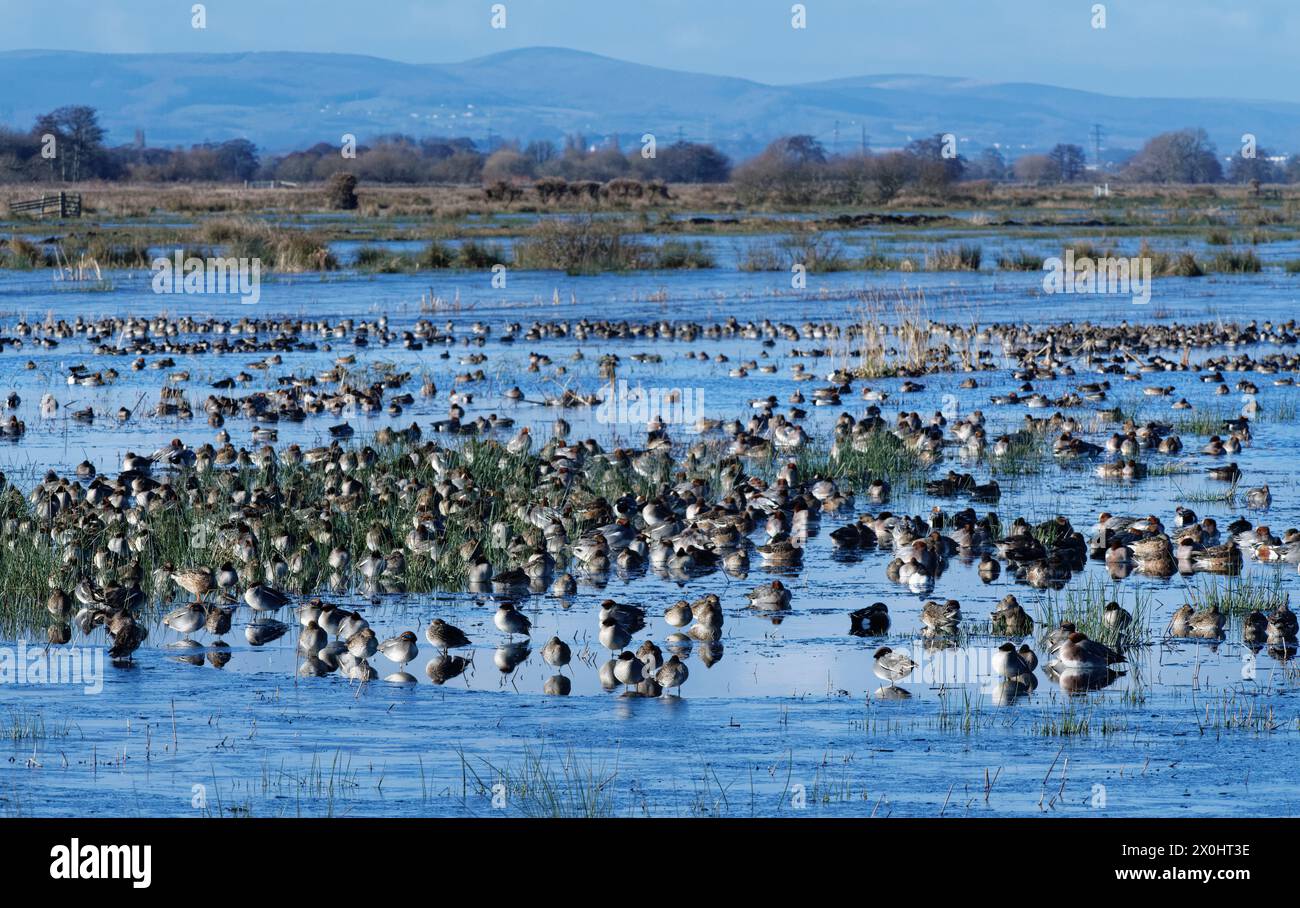 Común Teal (Anas crecca) y Wigeon (Anas penelope) rebaños descansando en pantanos inundados y congelados, RSPB Greylake Nature Reserve, Somerset, Reino Unido. Foto de stock