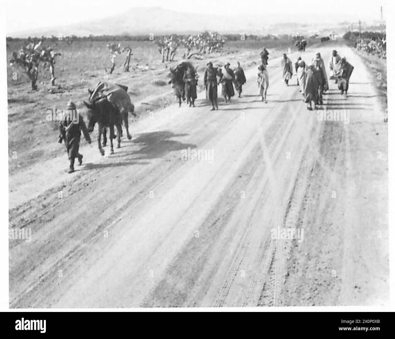 LOS ALIADOS SE PREPARAN PARA ATACAR AL SUR DE THALA - transporte de mula francés que se mueve por la carretera a Thala. Negativo fotográfico, ejército británico Foto de stock