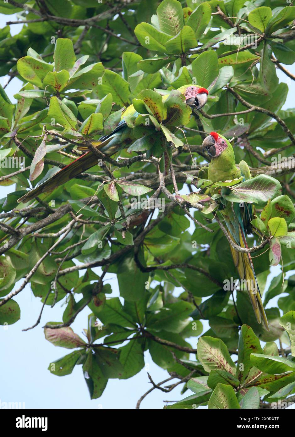 Un par de guacamayo verde, Ara ambiguus, Psittacidae, Psittaciformes, Aves. Tortuguero, Costa Rica. El Gran Guacamayo Verde (Ara ambiguus), también lo saben Foto de stock