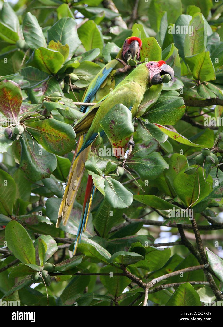 Un par de guacamayo verde, Ara ambiguus, Psittacidae, Psittaciformes, Aves. Tortuguero, Costa Rica. El Gran Guacamayo Verde (Ara ambiguus), también lo saben Foto de stock
