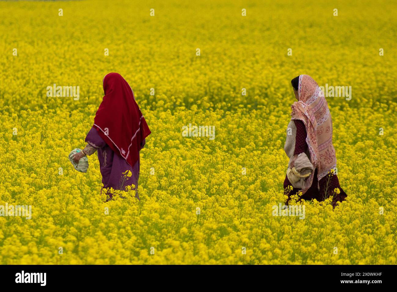 Srinagar, India. 13 de abril de 2024. Las mujeres de Cachemira caminan a través de los florecientes campos de mostaza durante la temporada de primavera en Pulwama, al sur de Srinagar. La temporada de primavera en el valle de Cachemira es un período de dos largos meses a partir de mediados de marzo y termina a mediados de mayo. Según la Dirección de Agricultura del Gobierno estatal de Jammu y Cachemira, el valle de Cachemira, que comprende seis distritos, tiene una superficie estimada de 65 mil hectáreas de arroz cultivado con mostaza, lo que representa aproximadamente el 40% de la superficie total dedicada al cultivo de arroz. Crédito: SOPA Images Limited/Alamy Live News Foto de stock