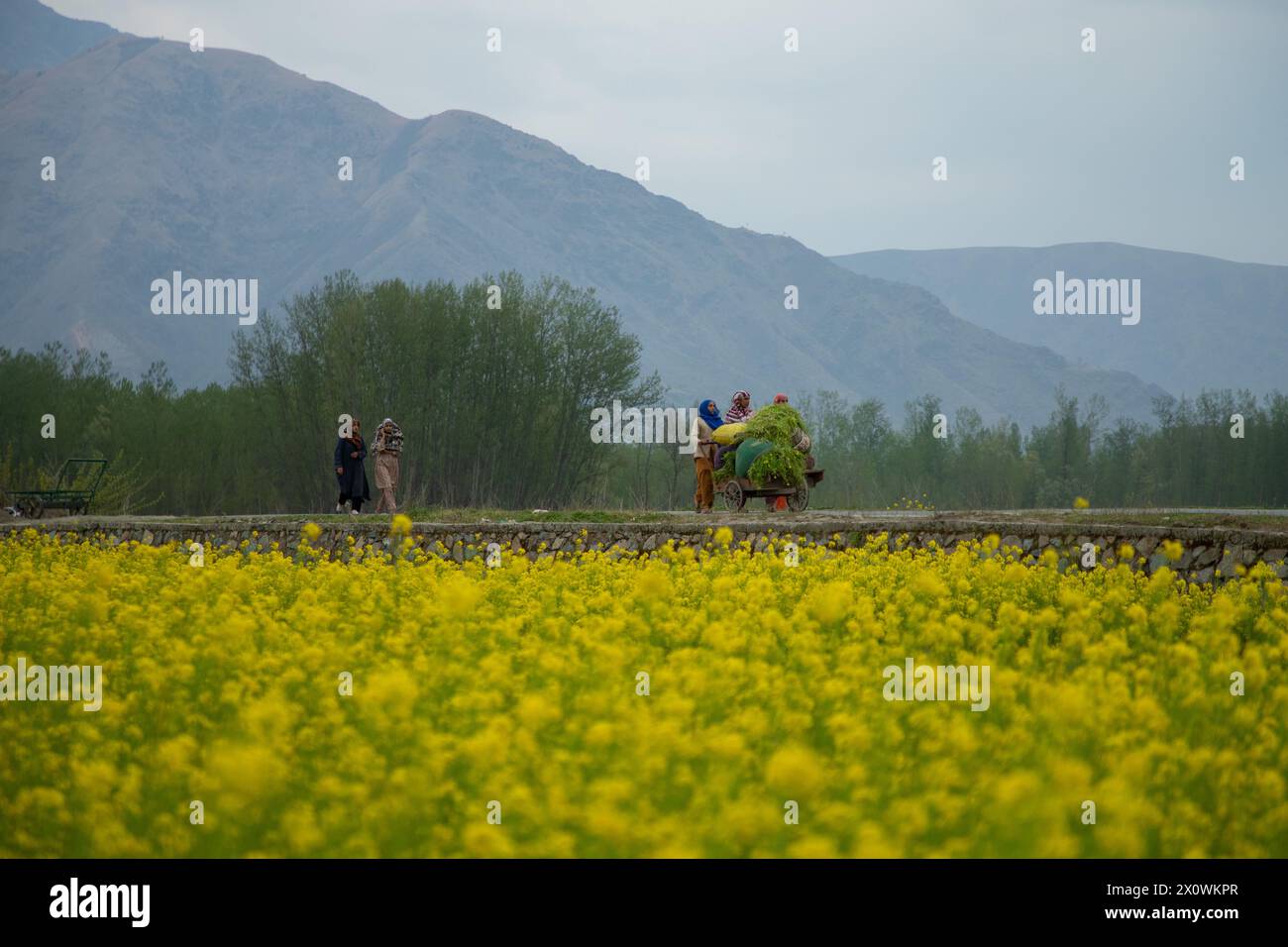 Los agricultores de Cachemira caminan con su carrito cargado de hierba junto a un campo de mostaza floreciente durante la temporada de primavera en Pulwama, al sur de Srinagar. La temporada de primavera en el valle de Cachemira es un período de dos largos meses a partir de mediados de marzo y termina a mediados de mayo. Según la Dirección de Agricultura del Gobierno estatal de Jammu y Cachemira, el valle de Cachemira, que comprende seis distritos, tiene una superficie estimada de 65 mil hectáreas de arroz cultivado con mostaza, lo que representa aproximadamente el 40% de la superficie total dedicada al cultivo de arroz. Foto de stock