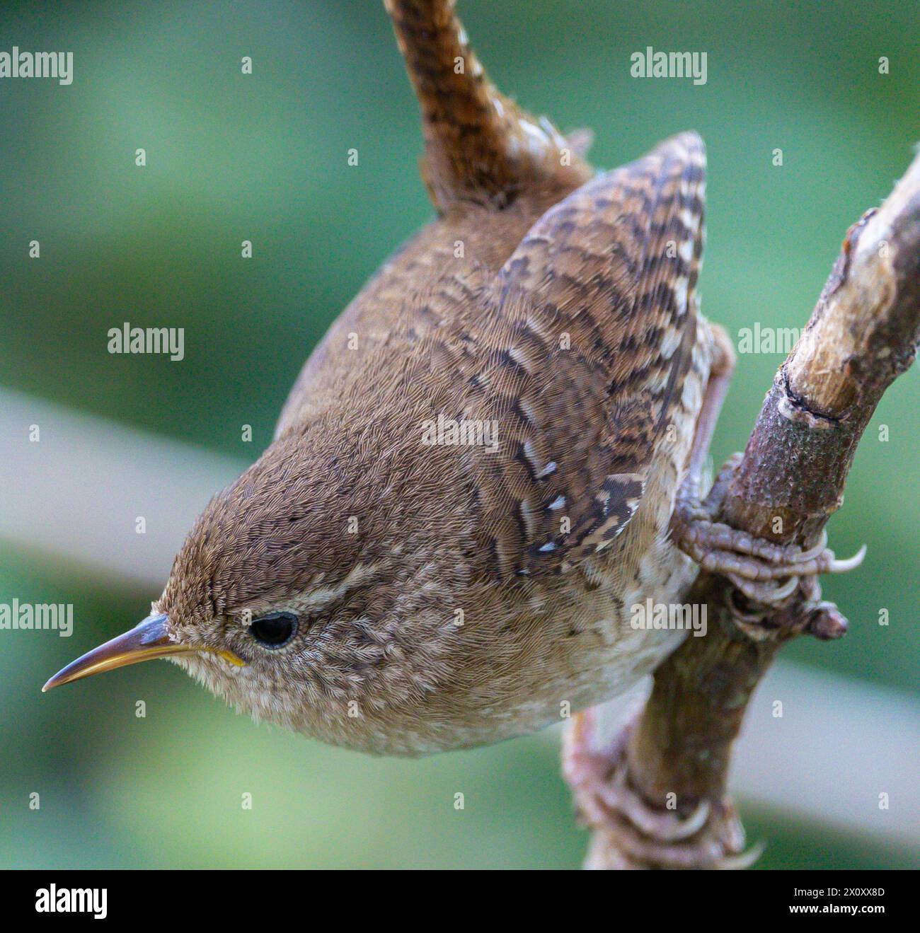 Wren, pájaro muy pequeño y espectacular haciendo su nido en la primavera! Foto de stock