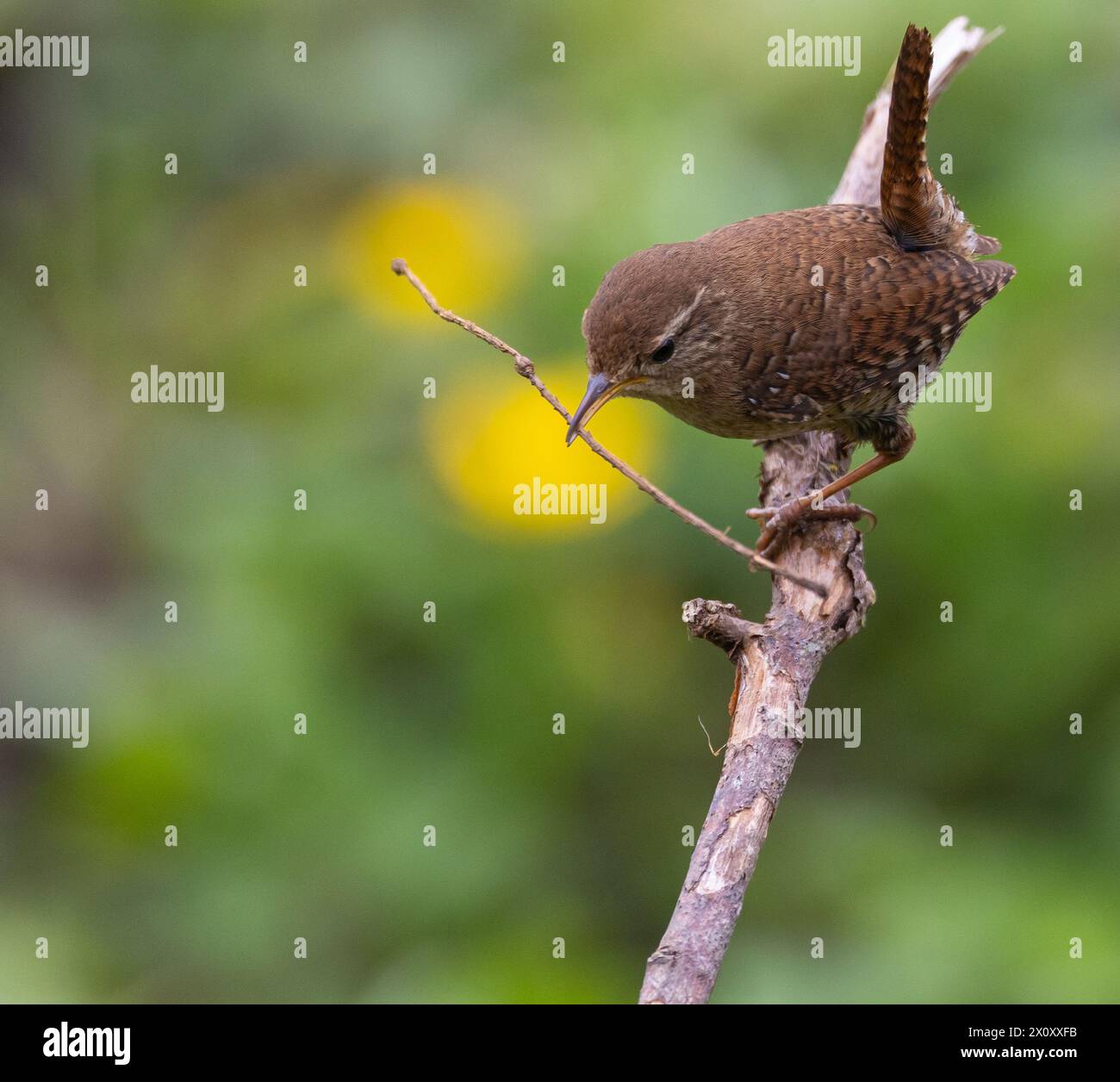 Wren, pájaro muy pequeño y espectacular haciendo su nido en la primavera! Foto de stock