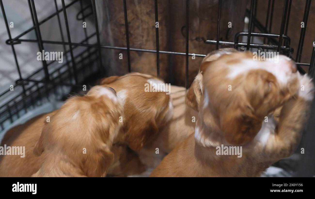 Familia de cachorros recién nacidos, perros lindos del bebé, cachorros rojos y blancos Spaniel Foto de stock