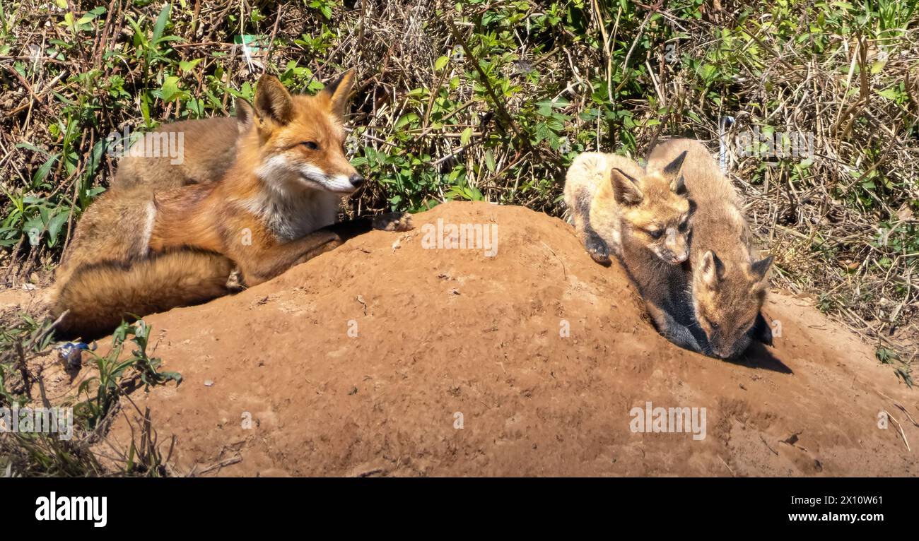 Barrio vixen y sus 4 kits -cachorros Foto de stock