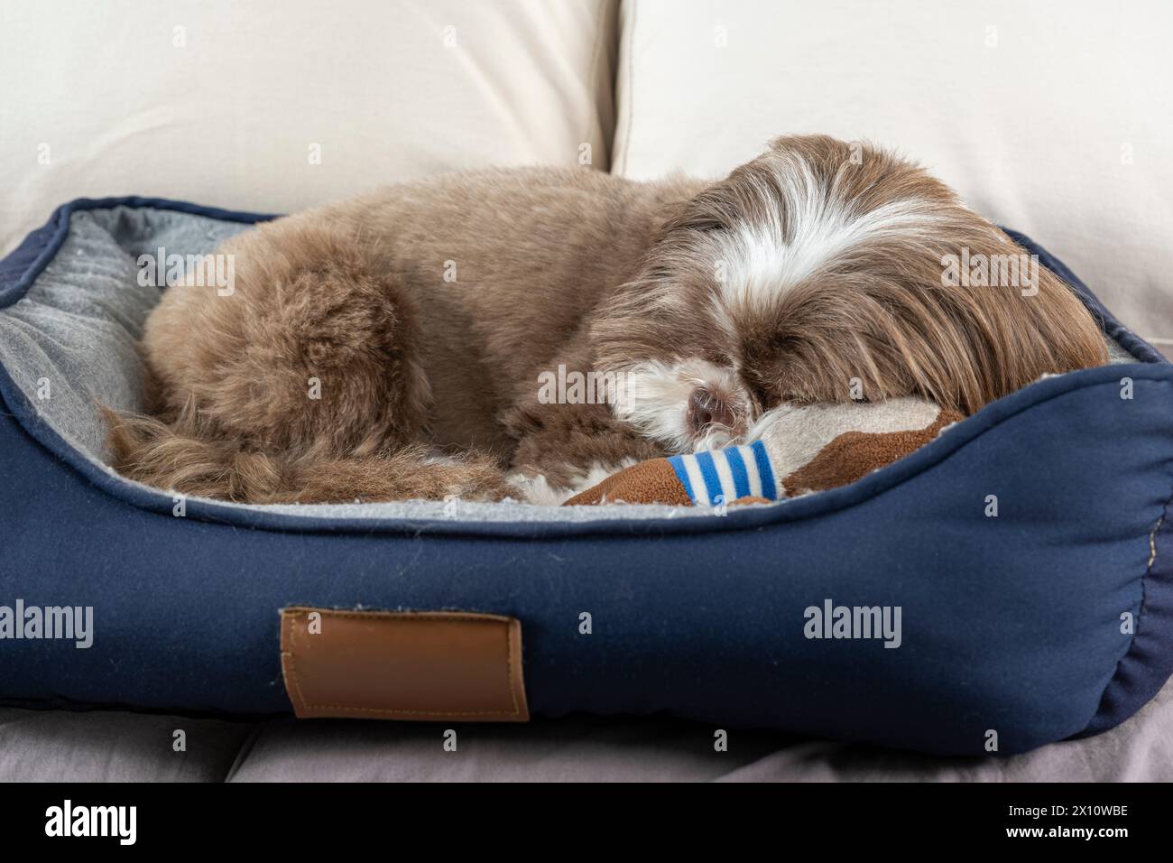 perro shih tzu de 3 años descansando en su cama junto a su animal de peluche 9. Foto de stock