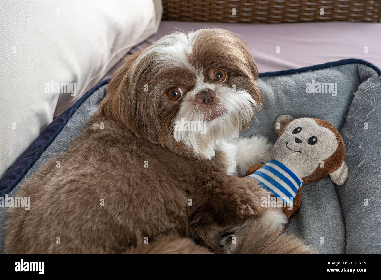 perro shih tzu de 3 años descansando en su cama junto a su animal de peluche 21. Foto de stock