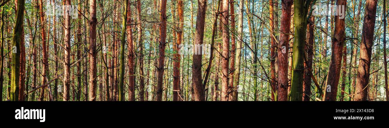 Panorama forestal con troncos de árboles, hojas verdes jóvenes en ramas. Los rayos del sol. Principios de primavera en el bosque Foto de stock