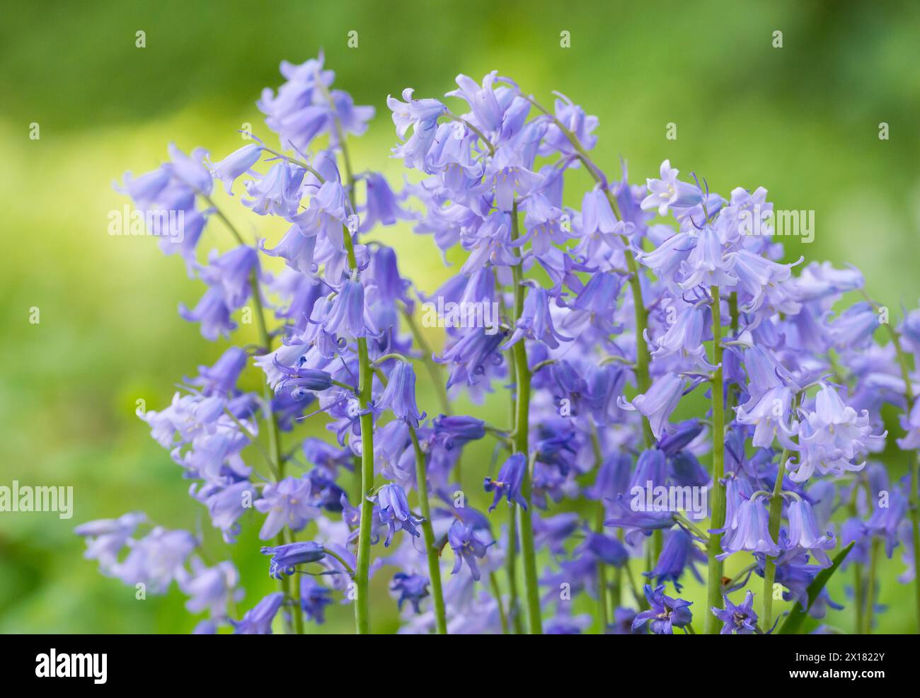 Campanas azules comunes (hyacinthoides non-scripta), también conocido como campanilla azul inglesa, muchas inflorescencias azul-violeta en primer plano con una borrosa luz verde b Foto de stock