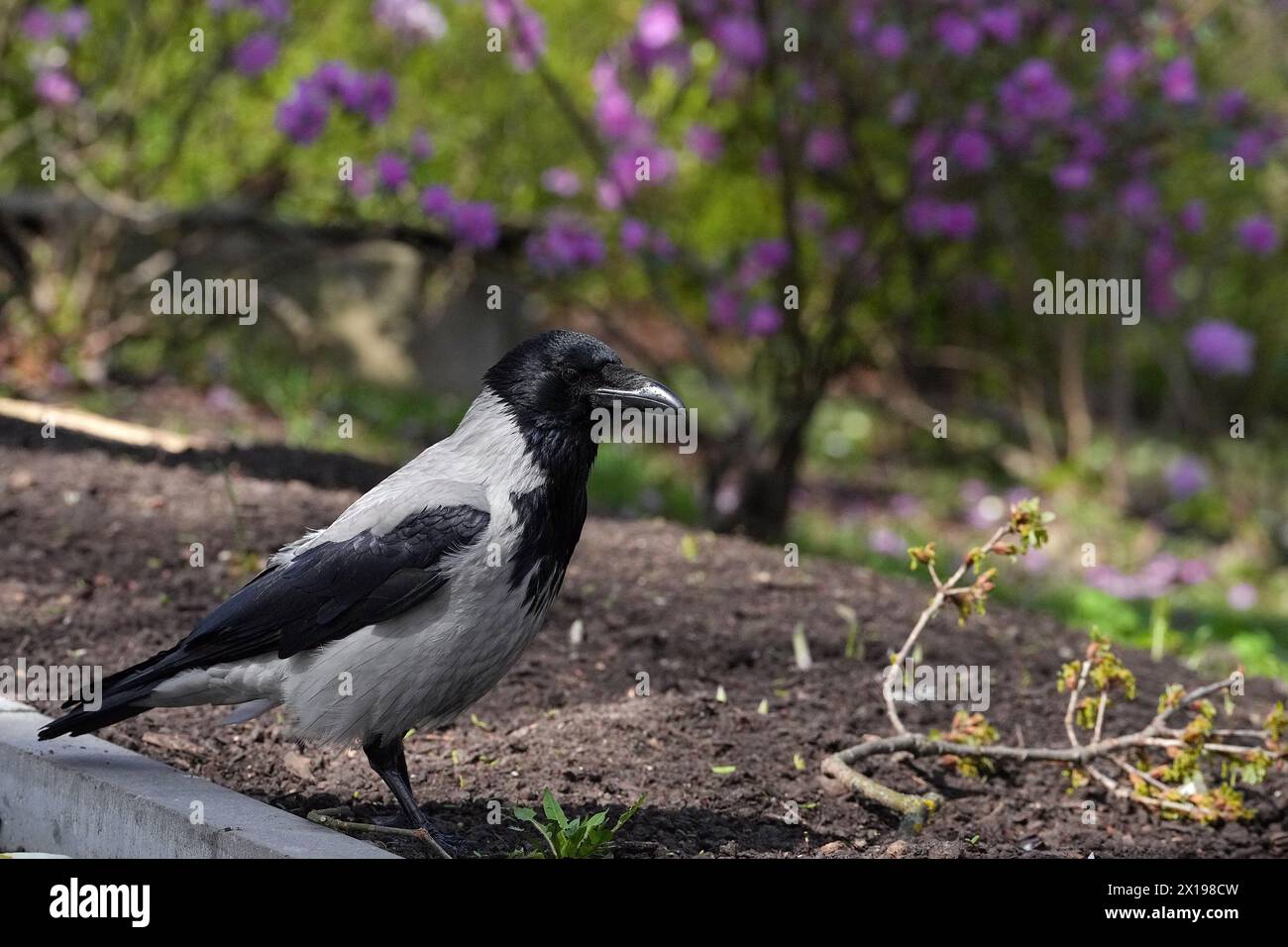 Riga, Letonia. 15 de abril de 2024. Un cuervo es visto en un parque en Riga, Letonia, 15 de abril de 2024. Crédito: Edijs Palens/Xinhua/Alamy Live News Foto de stock