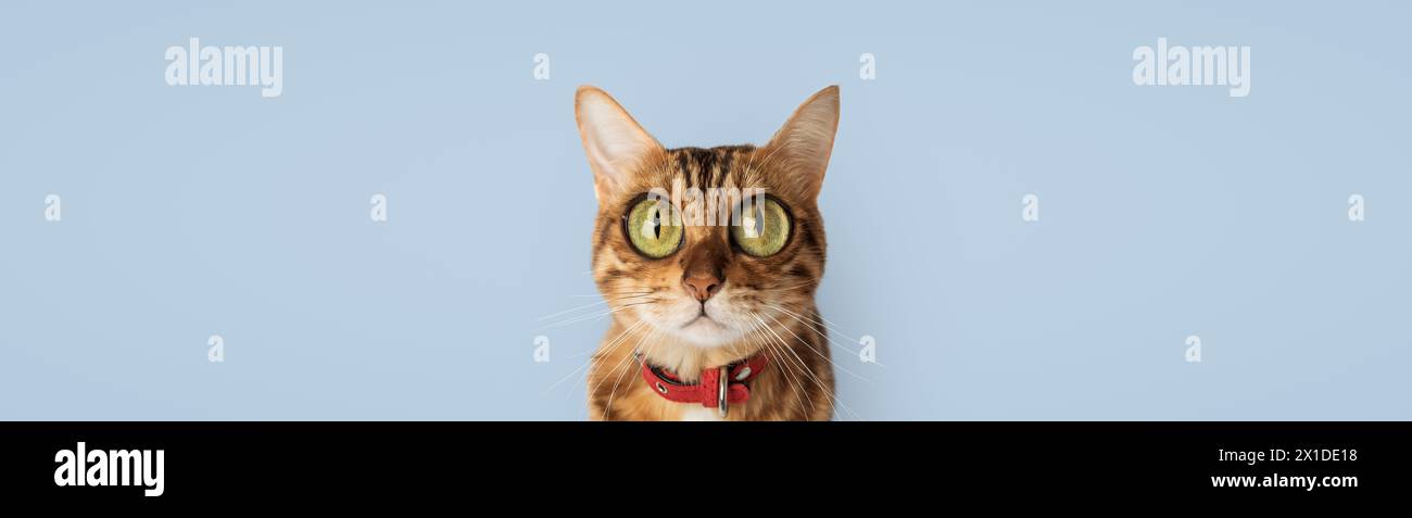 Gato divertido con ojos grandes abultados sobre un fondo azul. Dibujos animados de gato de Bengala. Foto de stock