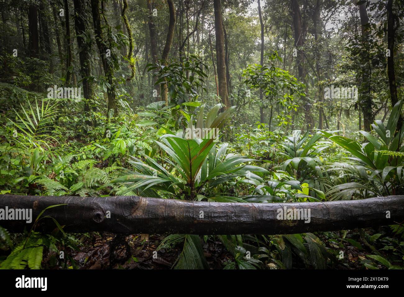 hermosa selva tropical hd