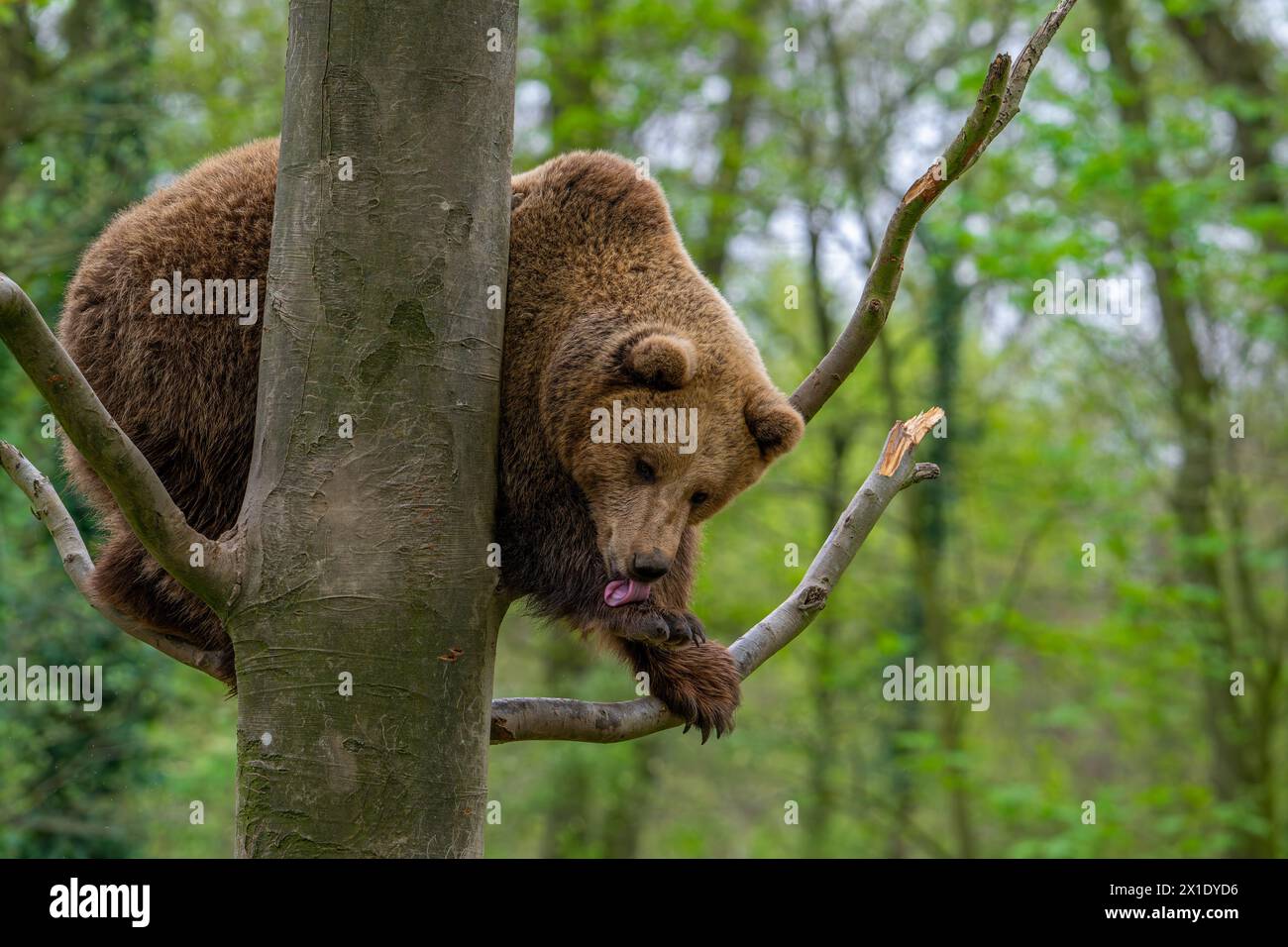Oso marrón europeo (Ursus arctos) en árbol lamiendo pata delantera en bosque Foto de stock