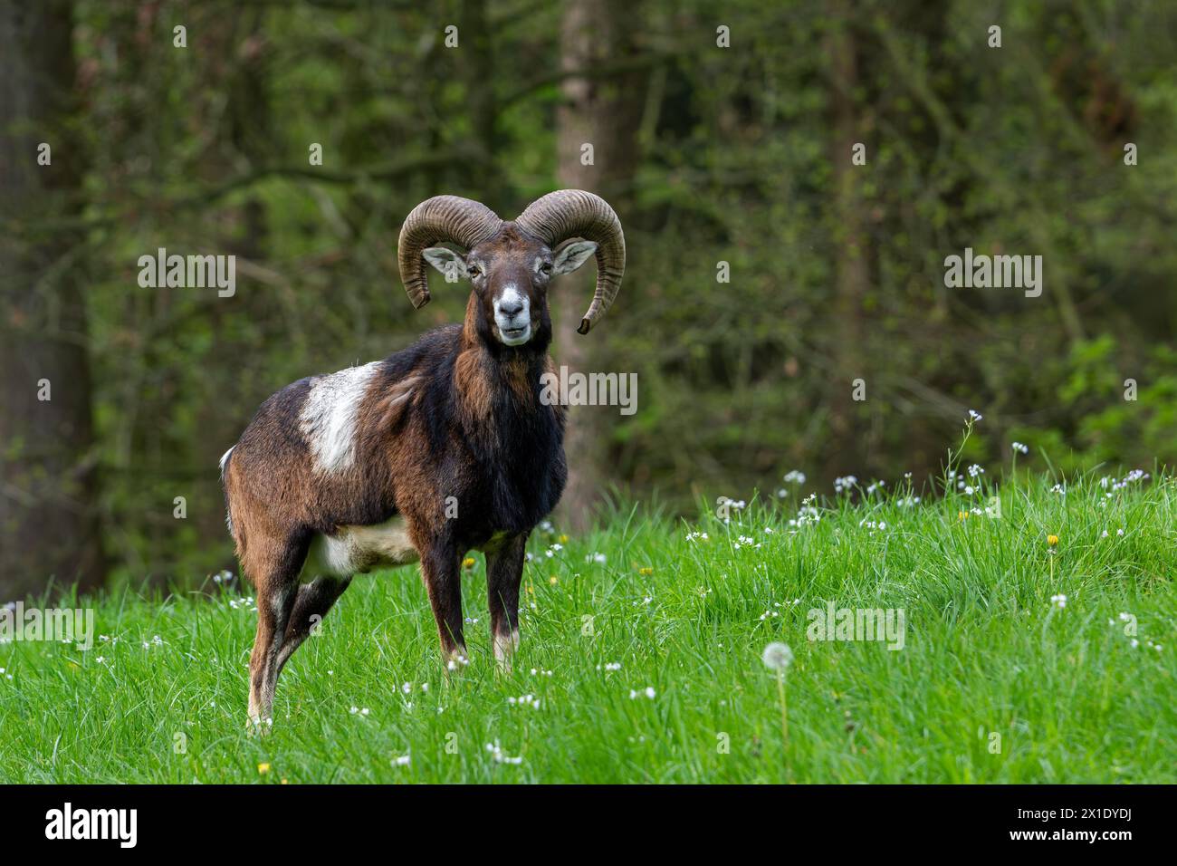 Muflón europeo (Ovis aries musimon / Ovis gmelini musimon) ram / macho con grandes cuernos en el prado en el borde del bosque en primavera Foto de stock