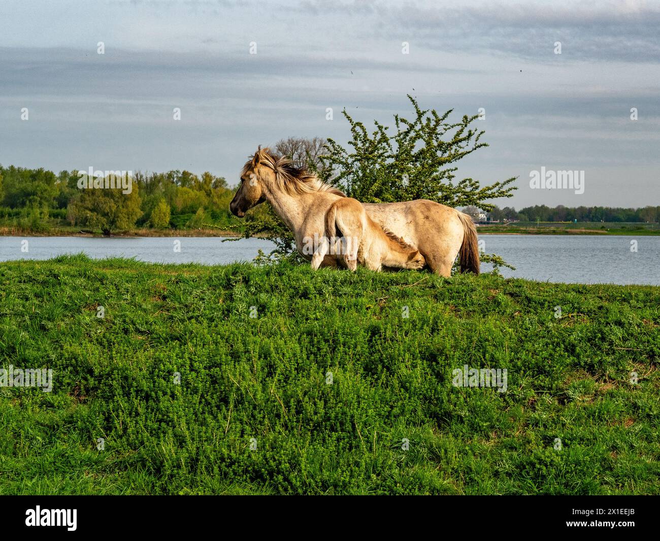 El 'caballo Konik' (en holandés, konikpaarden), es un caballo relativamente pequeño de Polonia que se ha utilizado con éxito para el pastoreo natural en los Países Bajos durante varias décadas. Tienen un típico color salvaje. En la primavera, los caminantes pueden encontrarlos fácilmente pastando a lo largo de las rutas de senderismo que cruzan llanuras inundables. Foto de stock