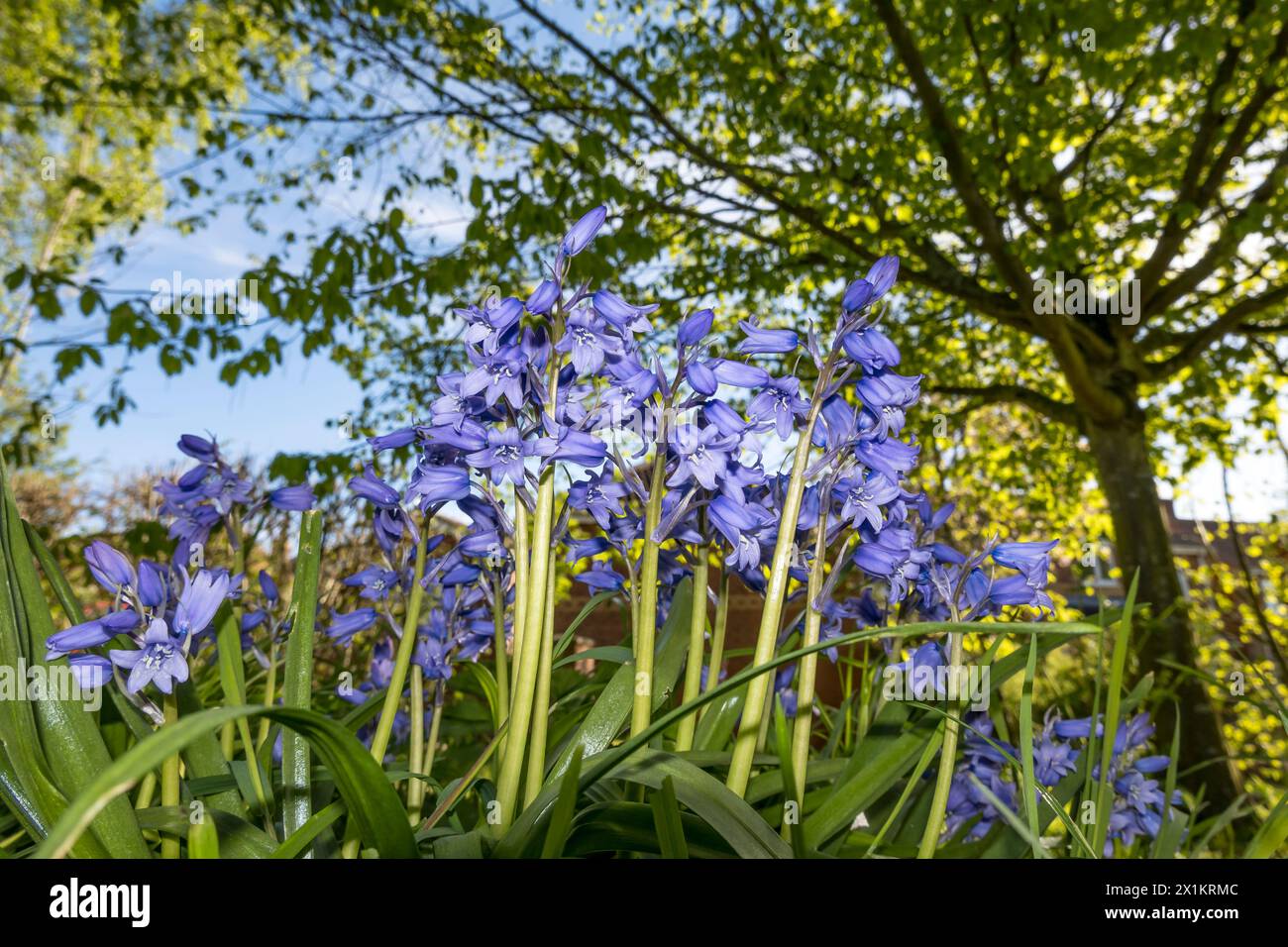 Campanas azules salvajes en primavera Foto de stock