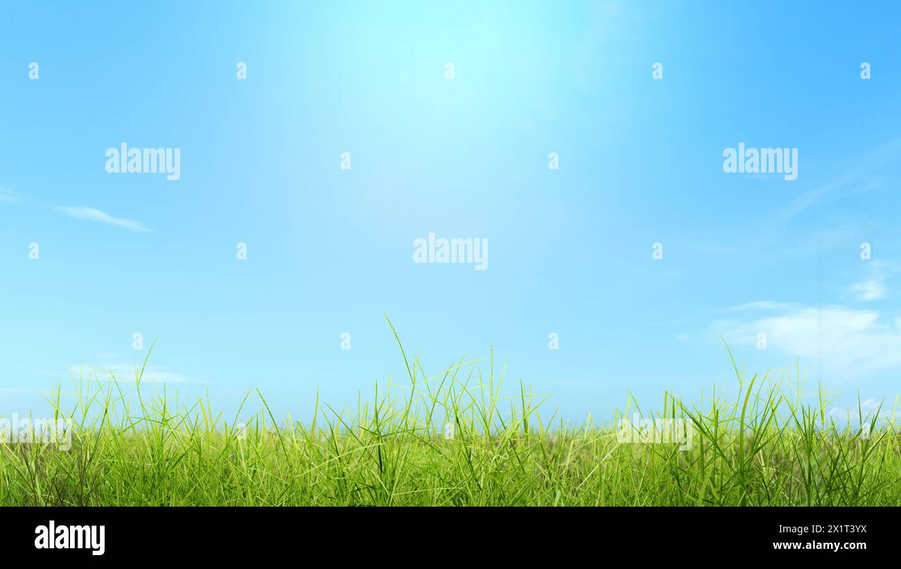 Vista de cerca de la hierba verde en el campo con un fondo de cielo azul Foto de stock
