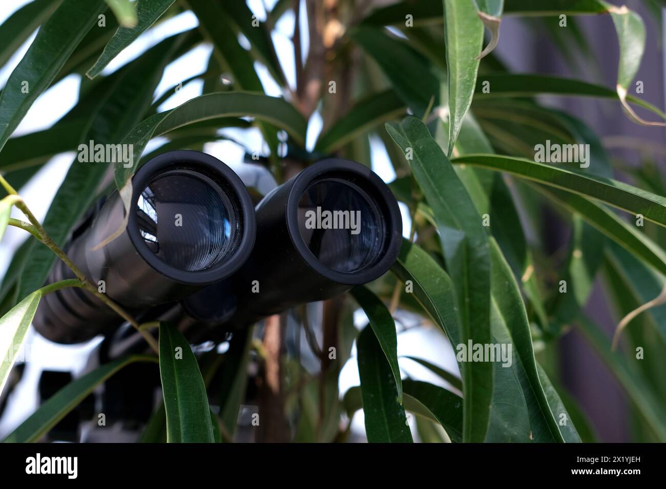 primer plano de binoculares negros espiando de los arbustos, espiando a  marido infiel, vecinos, secretos, observación de personas y animales  Fotografía de stock - Alamy