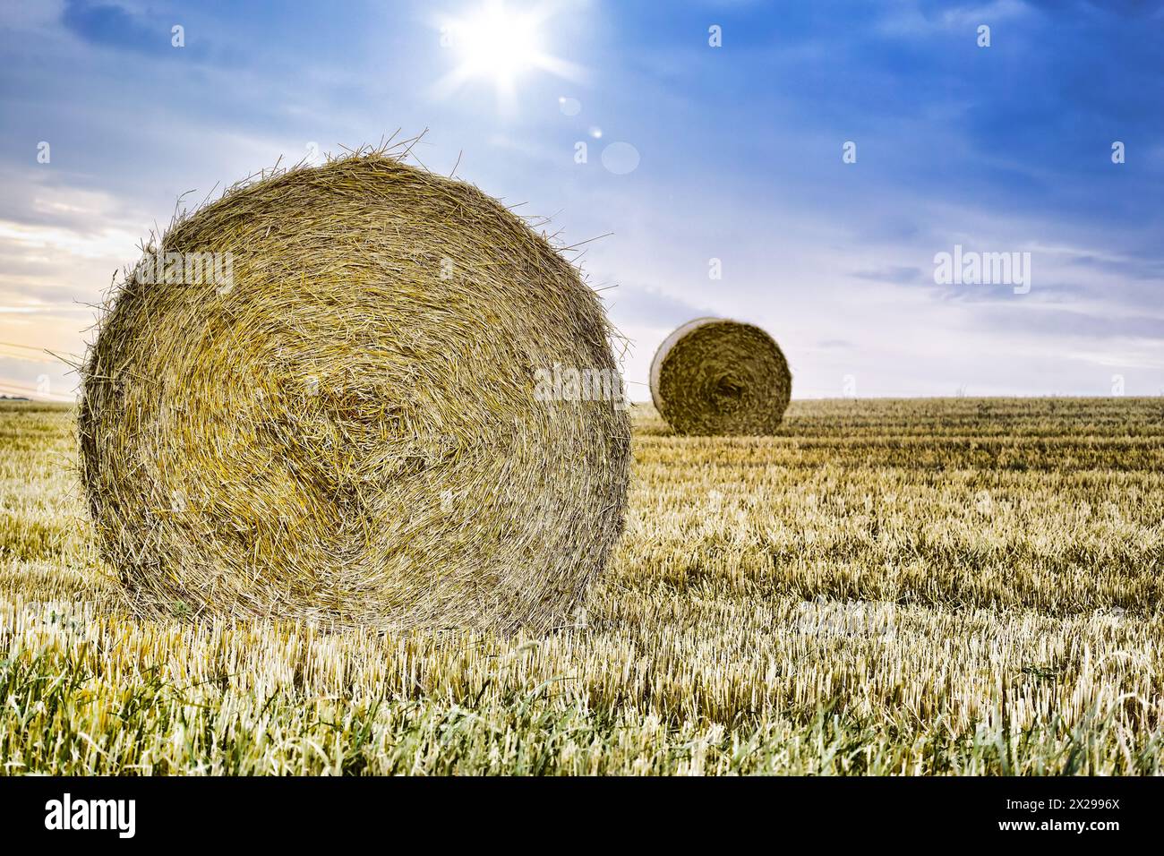 Hierba, paca y pila de heno en paisaje de campo en cosecha de verano en  granja con agricultura. Agricultura, paja y paja de recogida para el  pastoreo Fotografía de stock - Alamy