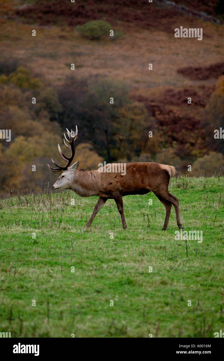 Viejo Ciervo ciervo, Glen Lyon, Perth y Kinross, Escocia Foto de stock