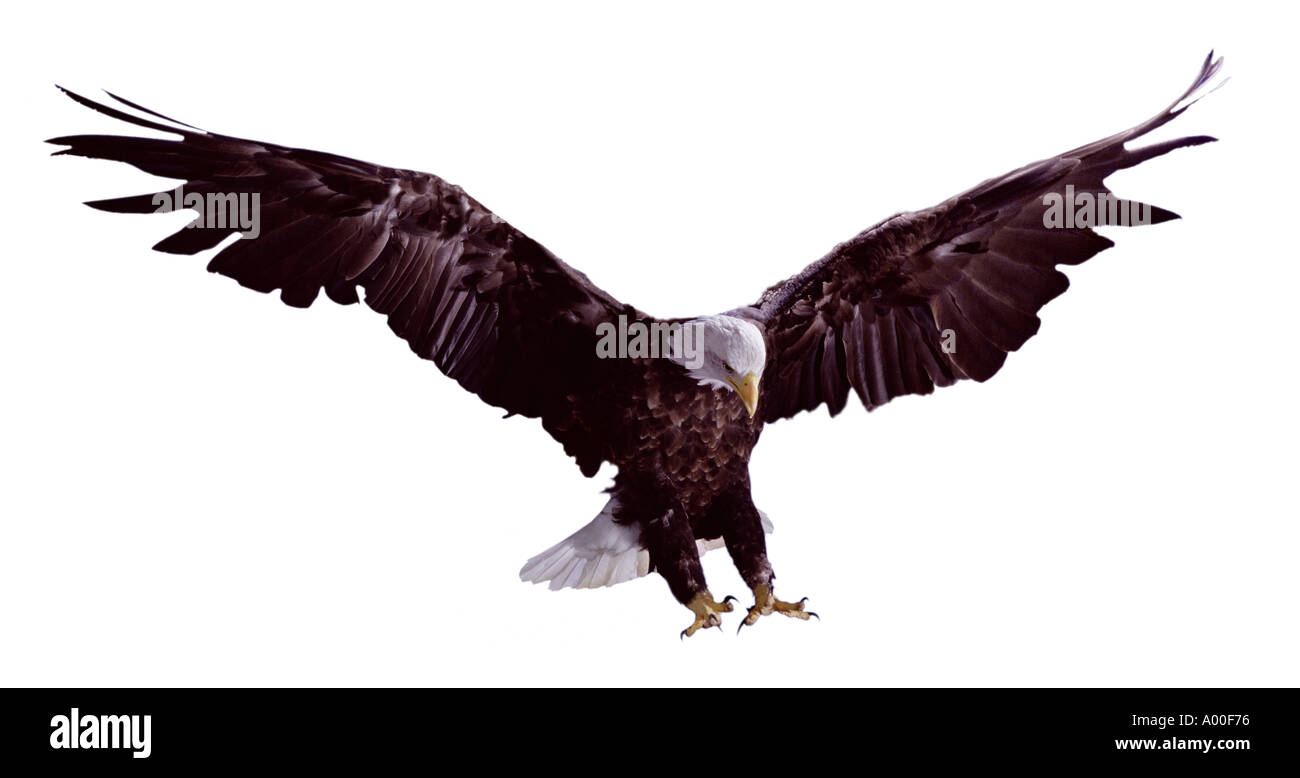 águila calva Foto de stock